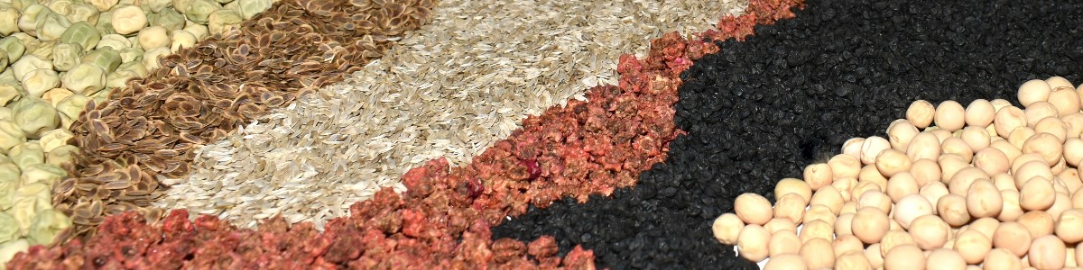 semillas de plantas semillas de hortalizas semillas de flores